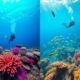 Diving Destination Showdown: Roatán vs Belize Adventure