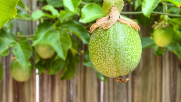 Fruiting Vines for Brisbane: Best Picks for Your Pergola