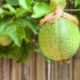 Fruiting Vines for Brisbane: Best Picks for Your Pergola