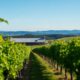 Devonport Wineries: Must-Visit Spots for Wine Lovers in Tasmania