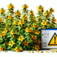 Herbal Interactions with Medications: An Australian Perspective