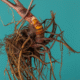 Supplements for Menopause: Natural Support Strategies