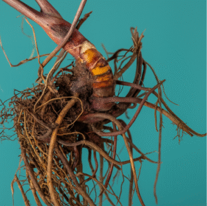 Supplements for Menopause: Natural Support Strategies