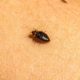 Bed Bug Infestations: Identification, Treatment and Prevention