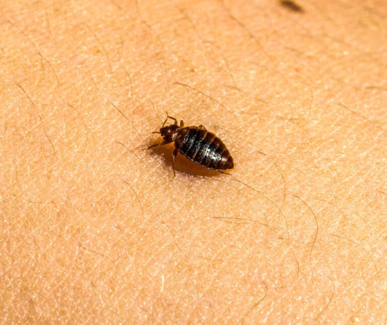 Bed Bug Infestations: Identification, Treatment and Prevention