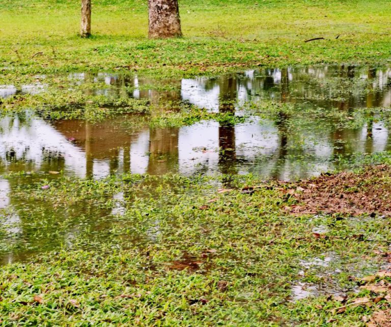 Stormwater Drain Solutions: Causes Explained for Wollongong