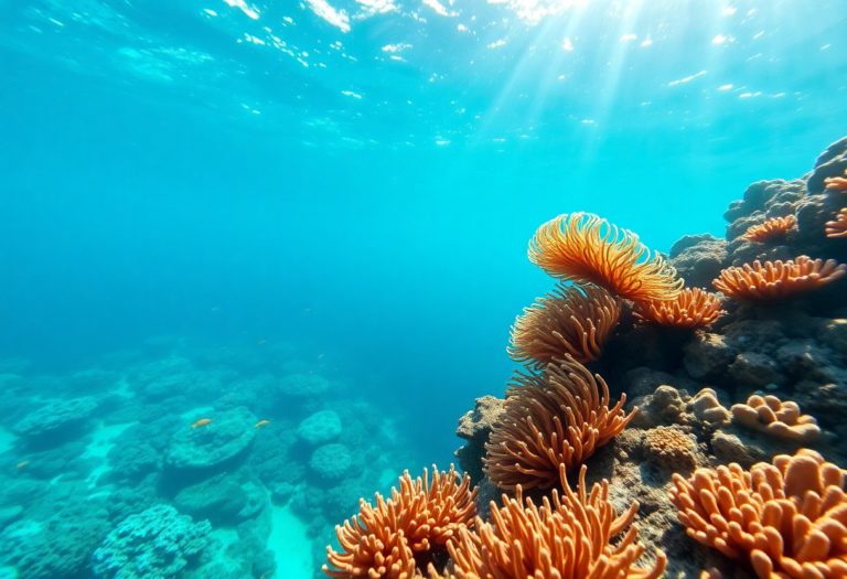 Snorkeling Spots and Marine Life at Belize’s Barrier Reef