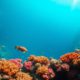Great Blue Hole Belize: Your Essential Diving and Snorkeling Guide