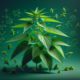 Nettle for Allergies: Australia’s Herbal Solution