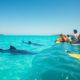 Whale Shark Tips: Best Times for Swimming in Belize