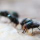 Maggot Extermination Tips for Homes in Sydney