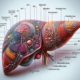 Liver Blood Test Guide for Locals in Maidstone