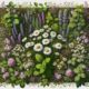 Herbal Remedies: Essential Guide for Australians