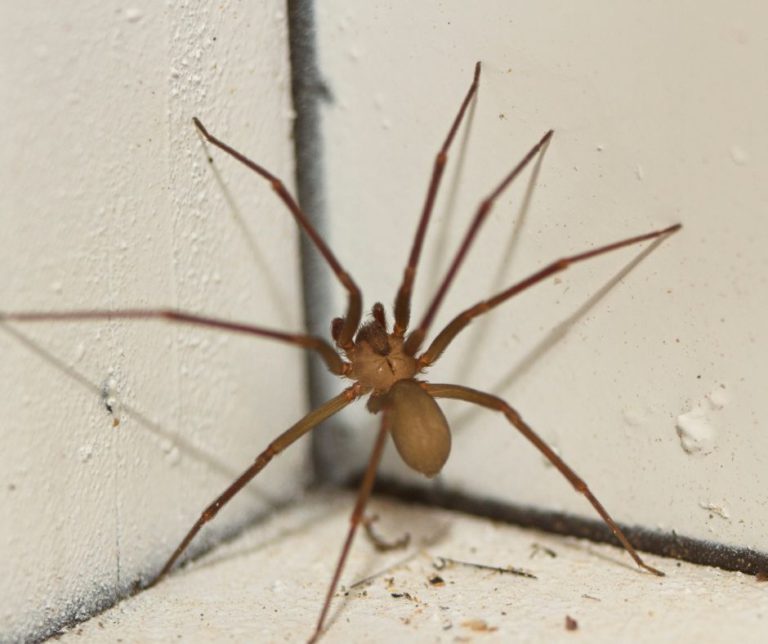 Spider Pest Control Strategies for Effective Elimination