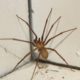 Spider Pest Control Strategies for Effective Elimination